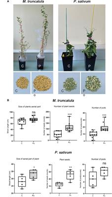The mycoparasite Pythium oligandrum induces legume pathogen resistance and shapes rhizosphere microbiota without impacting mutualistic interactions